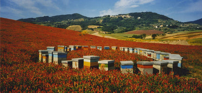 Millefiori Honey - Italy