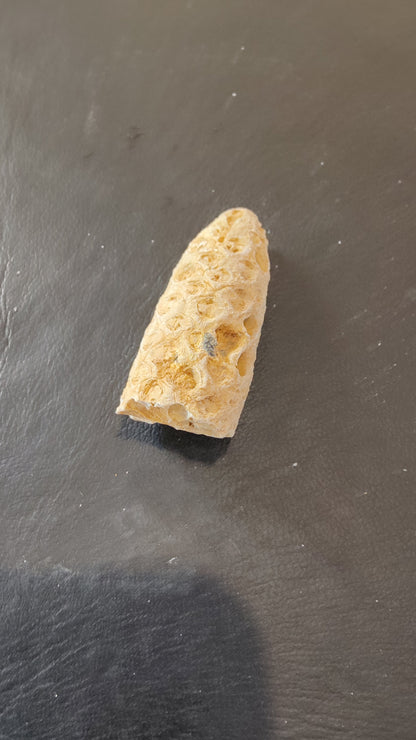 Fossilized Pine Cone 2"