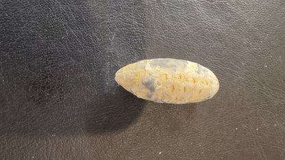 Fossilized Pine Cone 2"