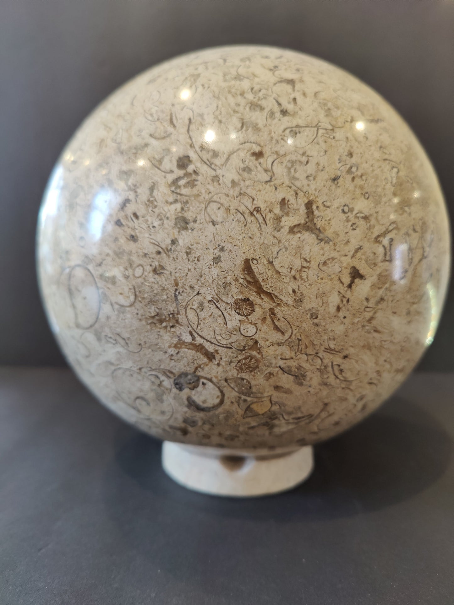 Fossil Coral Sphere 8" with Display Stand