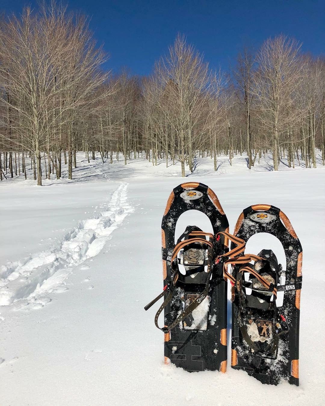 Wholesale Pure Maple Syrup
