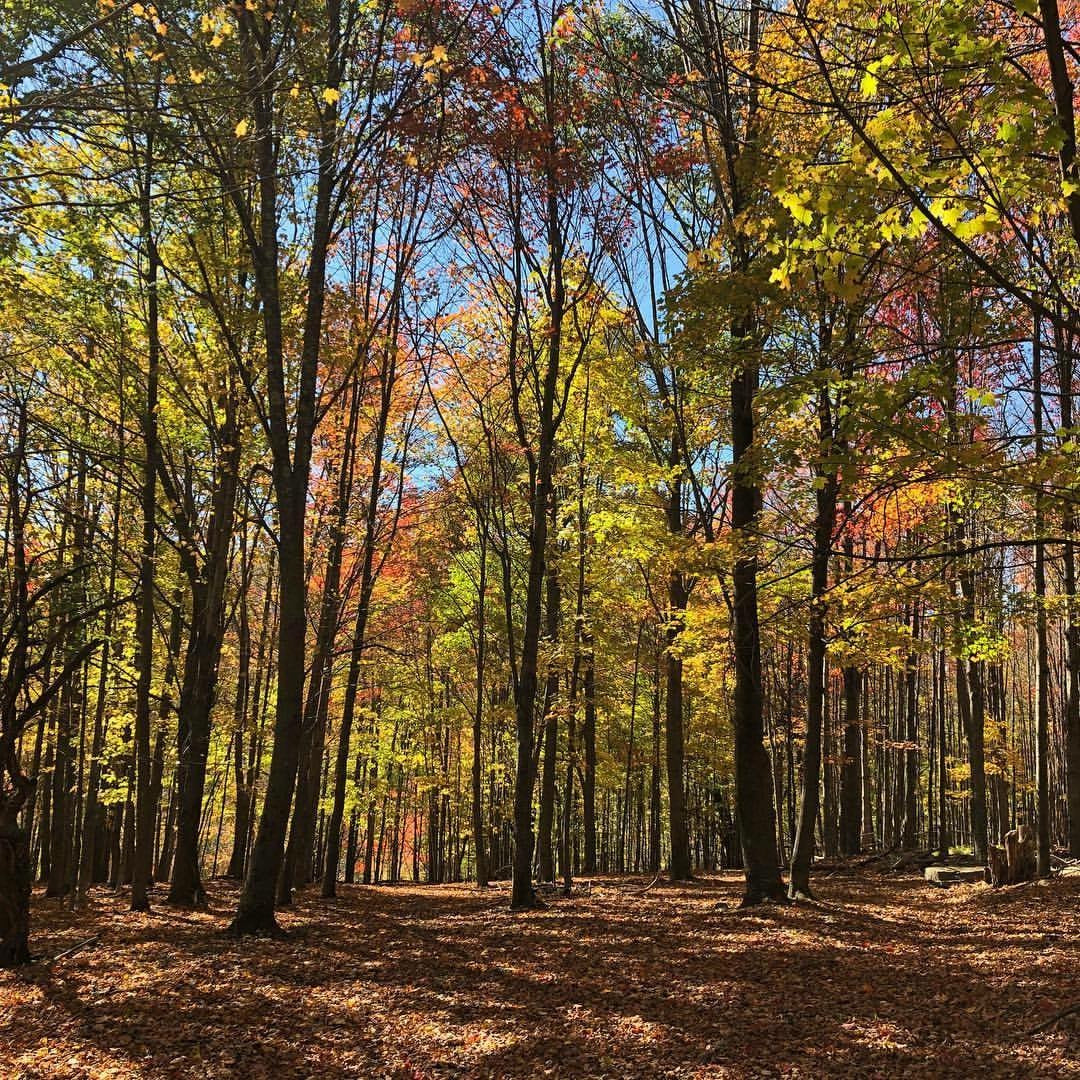 Wholesale Pure Maple Syrup