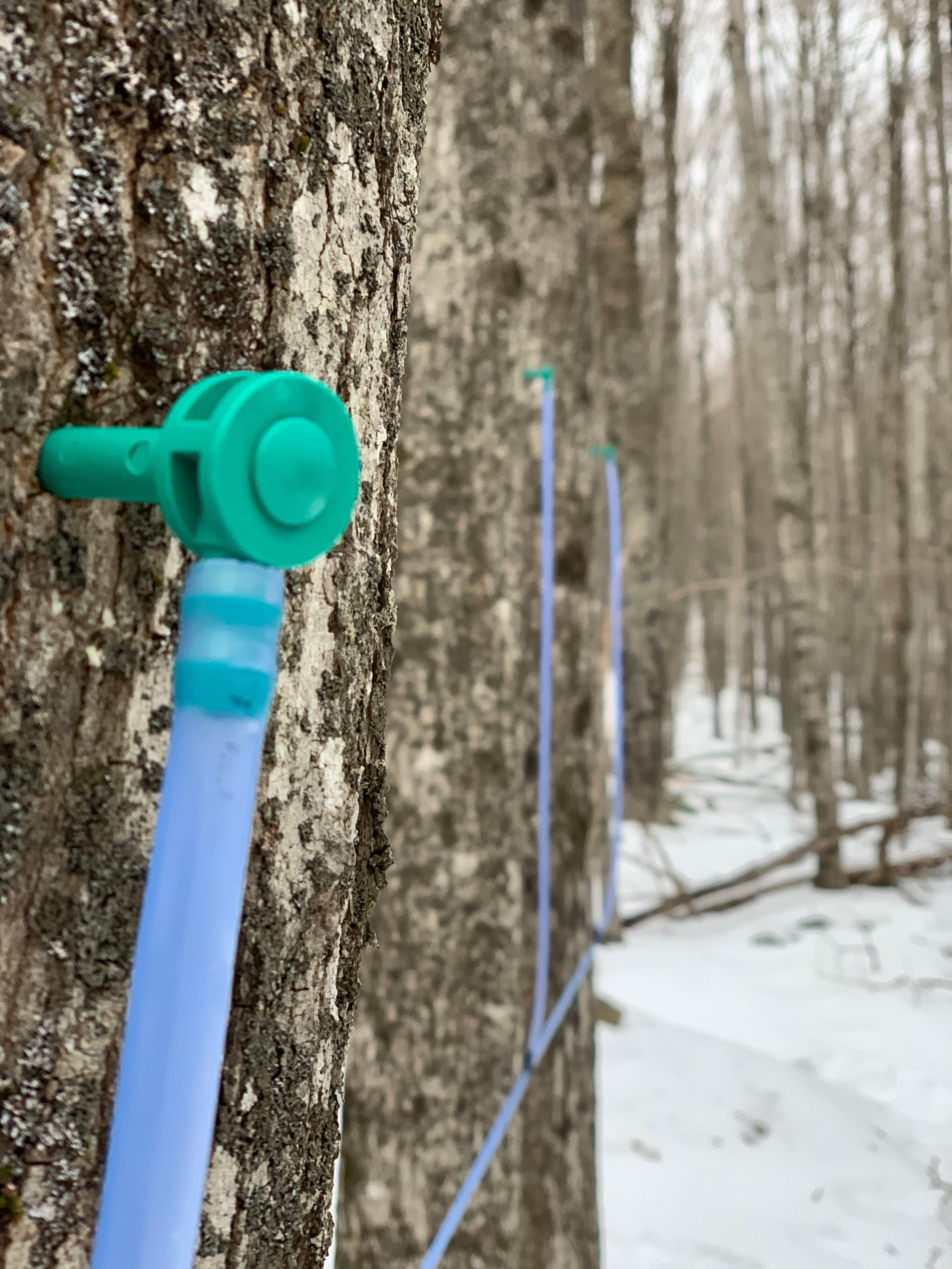 Wholesale Pure Maple Syrup