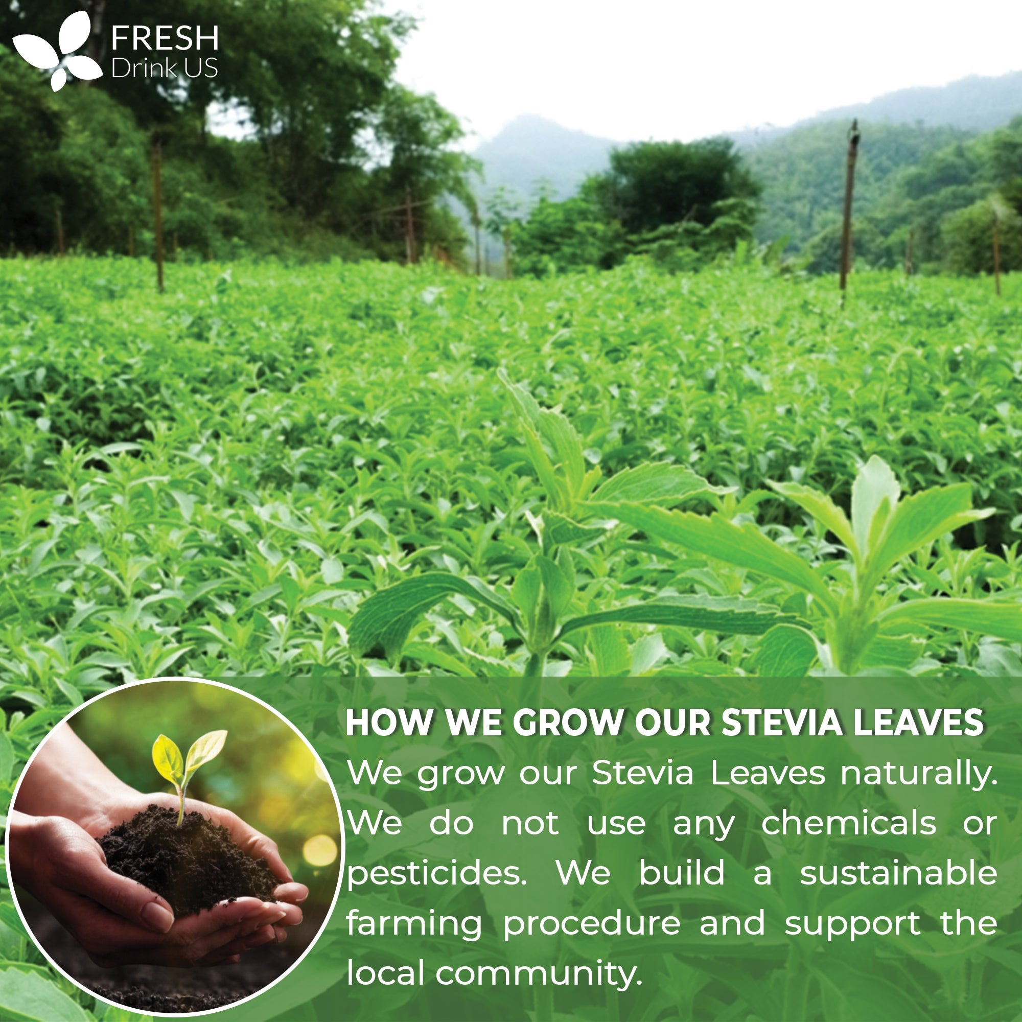 Stevia Leaf Tea Bags, 100% Natural & Pure Stevia leaves, Eco-Conscious Tea Bags, Stevia Herbal Tea. Stevia Leaf Tea. No Sugar, No Caffeine, No Gluten, Vegan