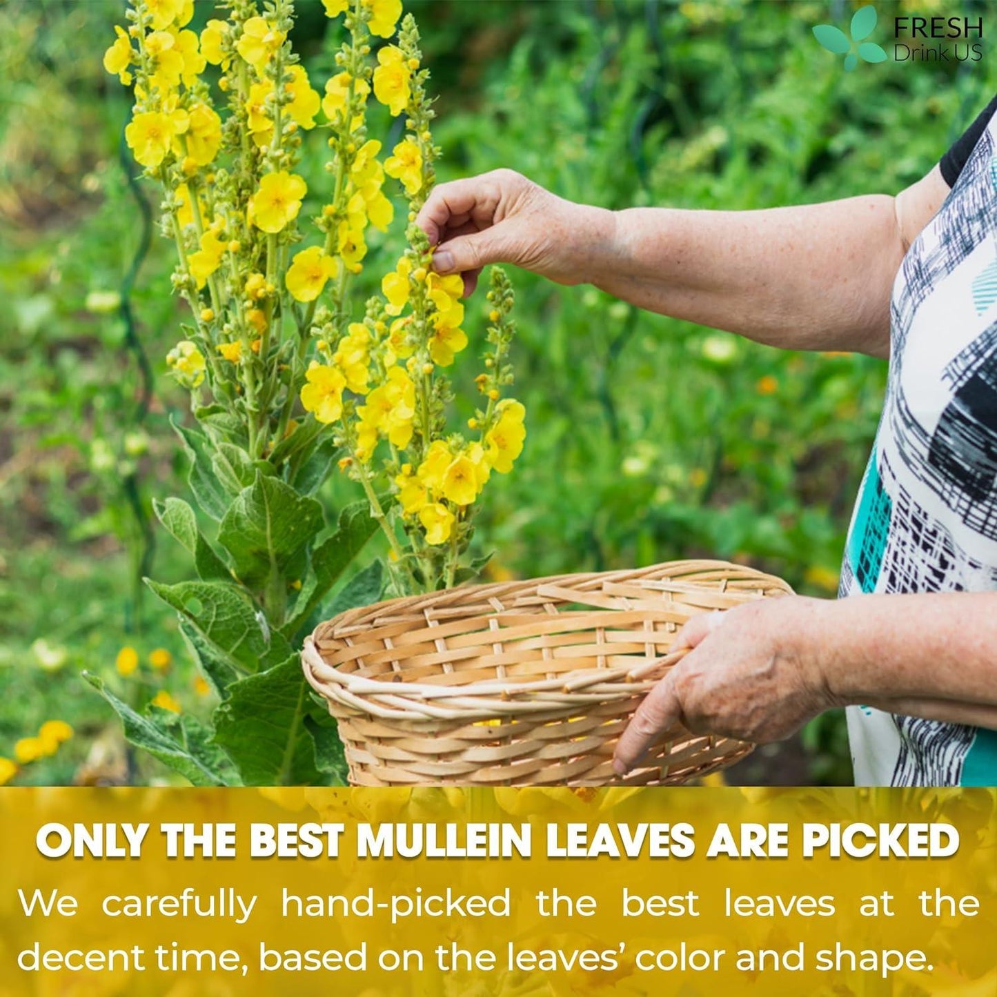 Mullein Leaf Tea Bags, 100% Natural & Pure from Mullein Leaves. Loose Leaf Mullein Herbal Tea. Made with Natural Material Tea Bags. No Sugar, No Caffeine, No Gluten, Vegan.