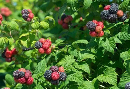 Shekinah 'Tahi' Black Raspberry