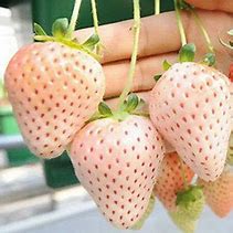 White Carolina Strawberry (pineberry)