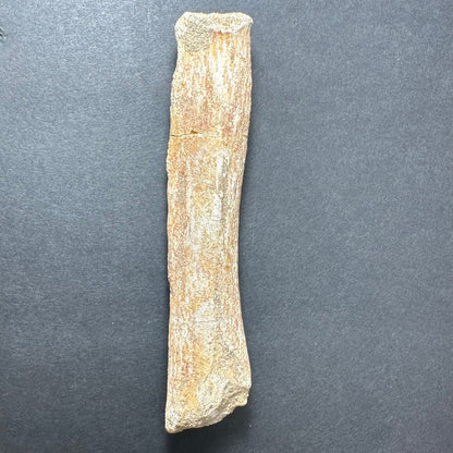 Fossilized Lytoloma Phosphate Leg Bone