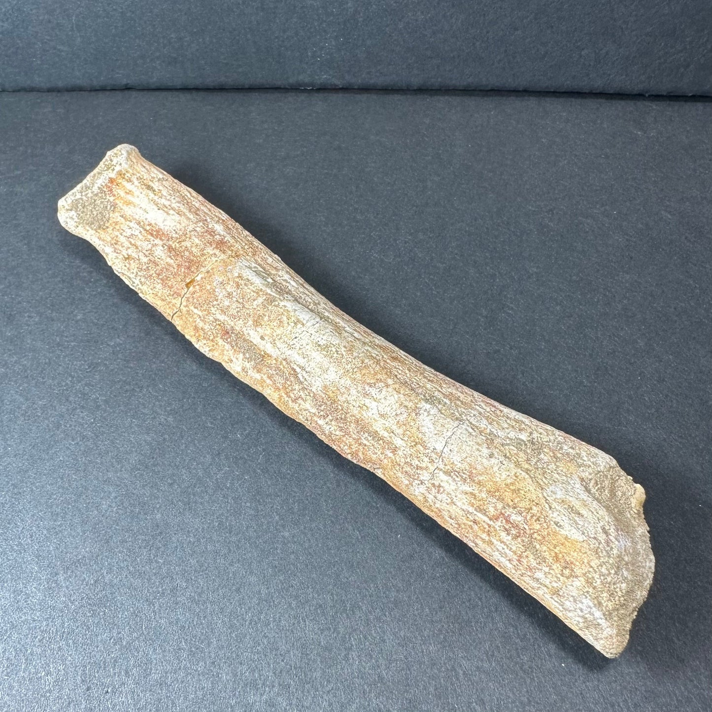 Fossilized Lytoloma Phosphate Leg Bone