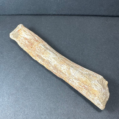 Fossilized Lytoloma Phosphate Leg Bone
