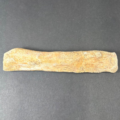 Fossilized Lytoloma Phosphate Leg Bone