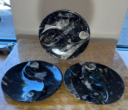 Goniatite & Orthoceras Fossils in Black Limestone Polished Yin-Yang Plate from Morocco