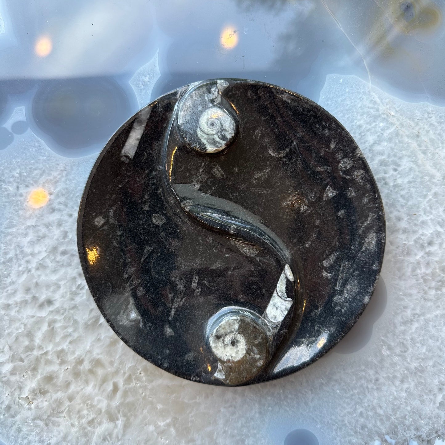 Goniatite & Orthoceras Fossils in Black Limestone Polished Yin-Yang Plate from Morocco