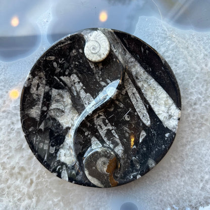 Goniatite & Orthoceras Fossils in Black Limestone Polished Yin-Yang Plate from Morocco