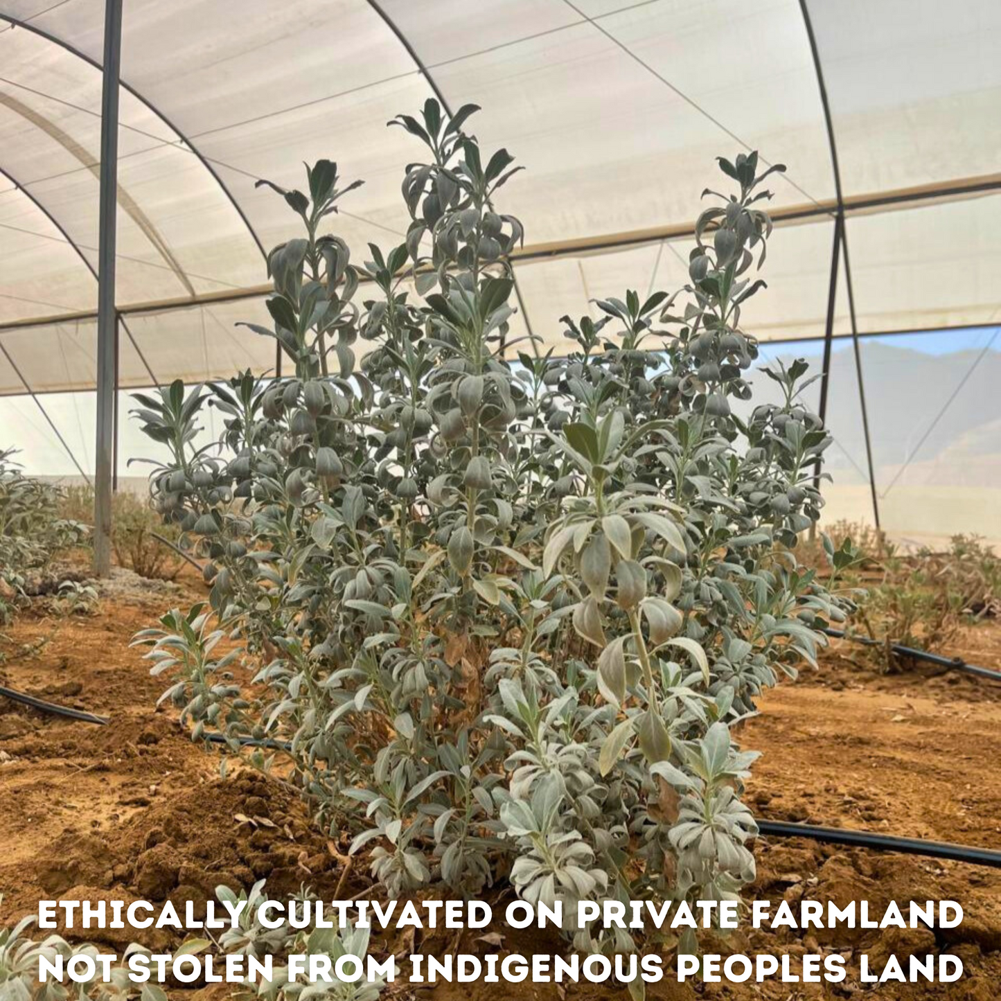 White Sage Mage Organic Incense Sticks