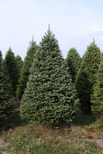 Real Christmas Trees Delivered 7 Foot Premium Balsam-Fraser Fir Hybrid
