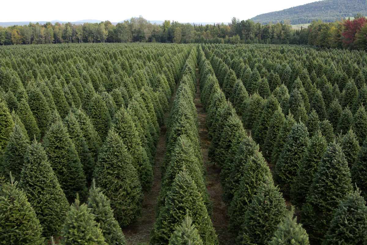 Real Christmas Trees Delivered 7 Foot Premium Balsam Fir Christmas Tree