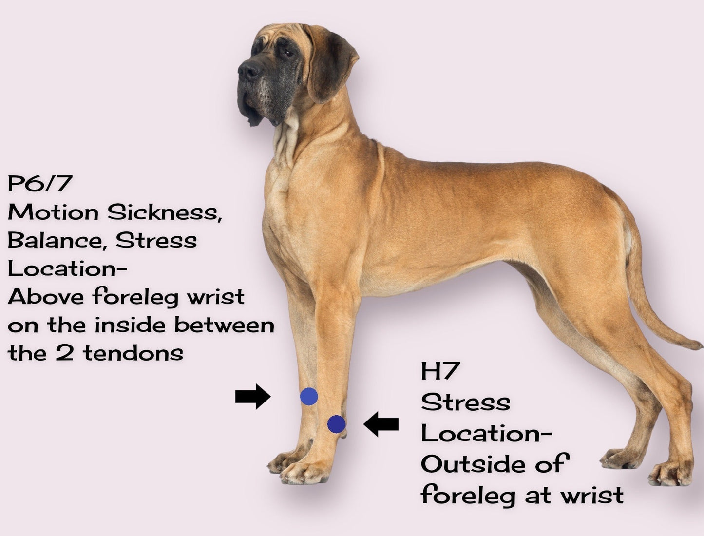 Dog Anxiety Band – Calming and Stress Relief – Slip On Pet Wellness