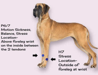Dog Anxiety Band – Calming and Stress Relief – Slip On Pet Wellness