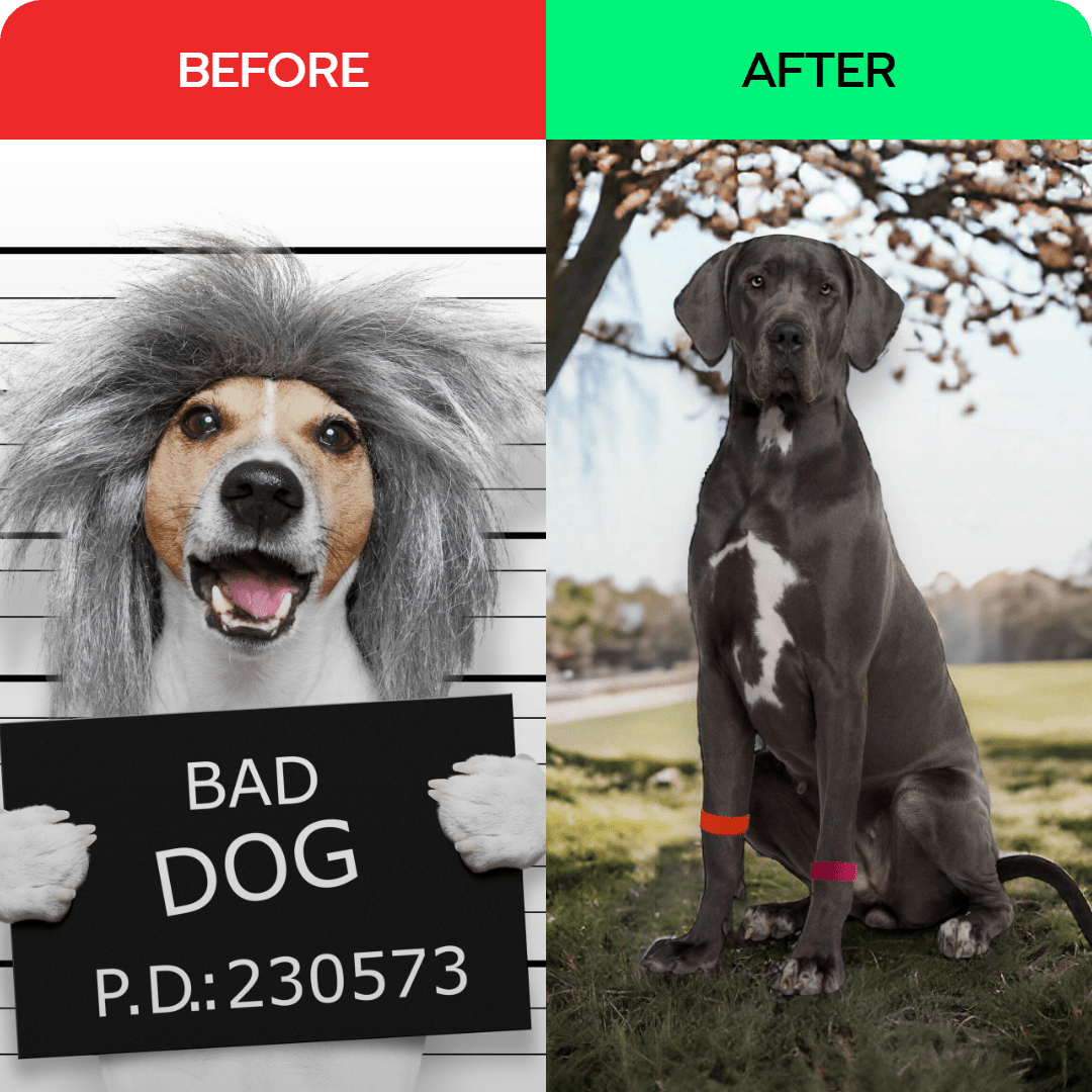 Dog Anxiety Band – Calming and Stress Relief – Slip On Pet Wellness