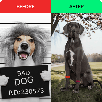 Dog Anxiety Band – Calming and Stress Relief – Slip On Pet Wellness