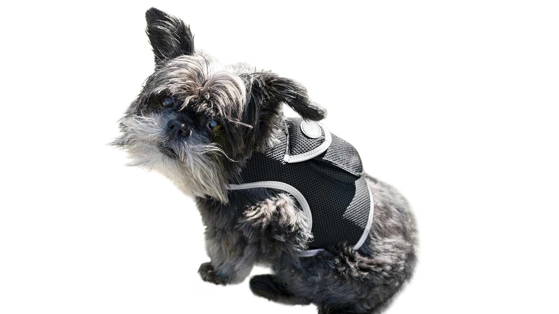 Keep Pet Safe with Pet Tracker GPS Dog Collar Tracking Device + Phone App Size:M