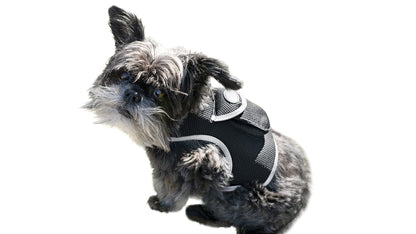 Keep Pet Safe with Pet Tracker GPS Dog Collar Tracking Device + Phone App Size:M