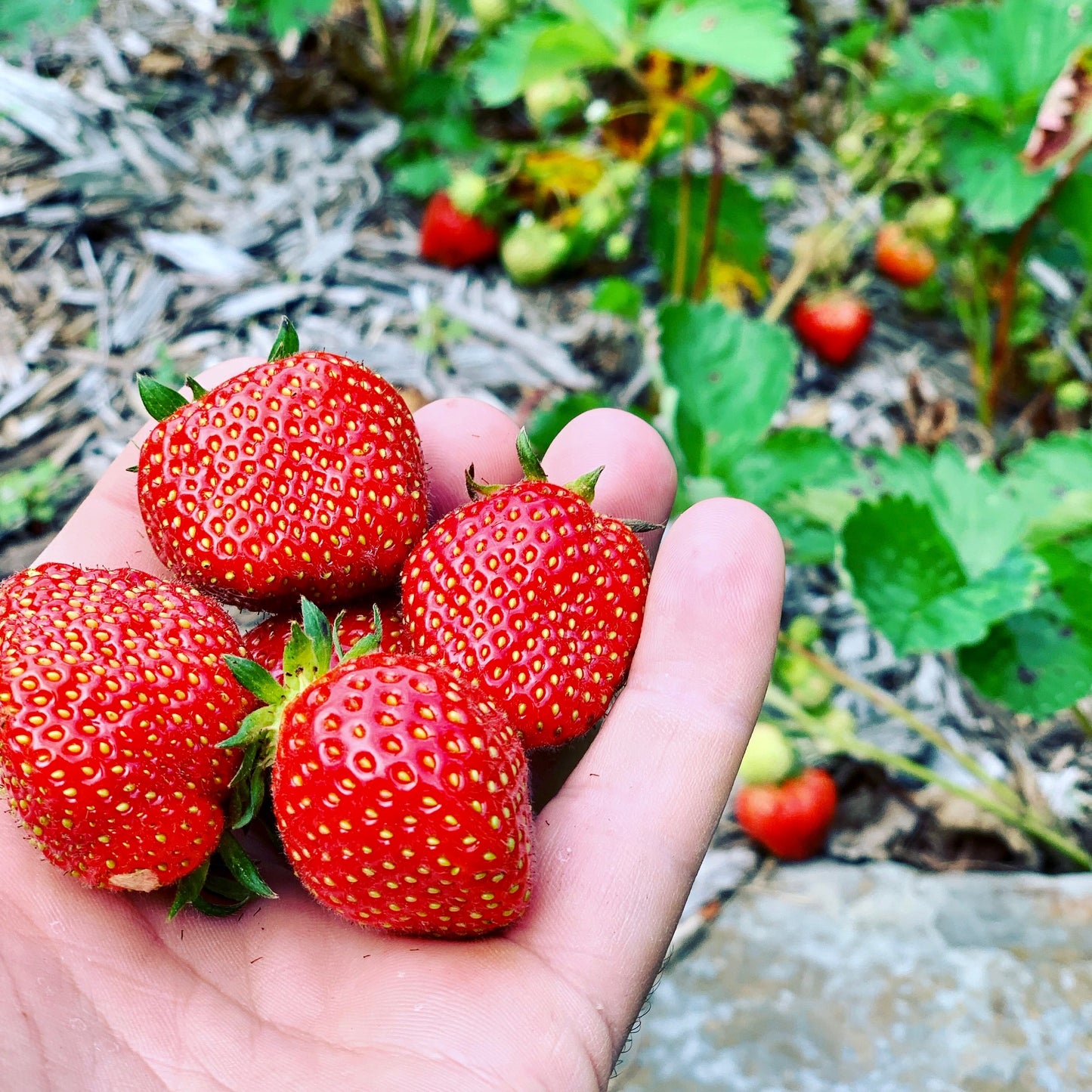 Wholesale Strawberry Maple Syrup