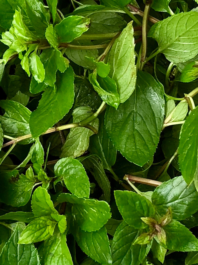 Candy Cane Maple Syrup