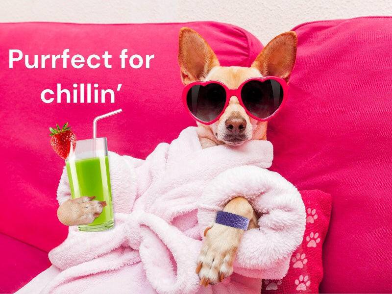 Dog Calming Band – Relaxation and Anxiety Support – Slip On Aid