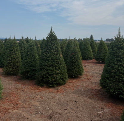 Real Christmas Trees Delivered Douglas Fir