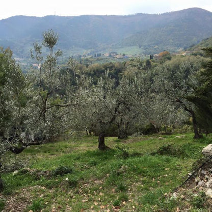 Capezzana Extra Virgin Olive Oil - Tuscany - Organic