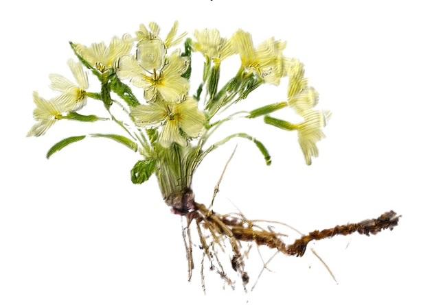 Certified Organic Skin Rejuvenator Serum Anti aging natural sunscreen alternative Botanical retinol