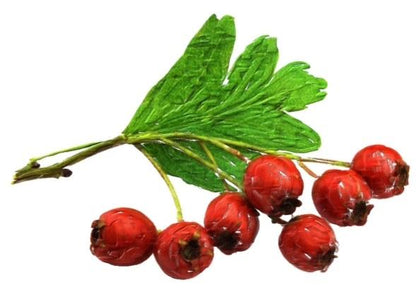 Certified Organic Skin Rejuvenator Serum Anti aging natural sunscreen alternative Botanical retinol