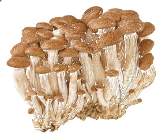 Certified Organic Skin Rejuvenator Serum Anti aging natural sunscreen alternative Botanical retinol