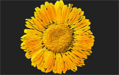 Certified Organic Rejuvenating Night cream calendula Hydrate Anti-aging Repair |Calendula flower