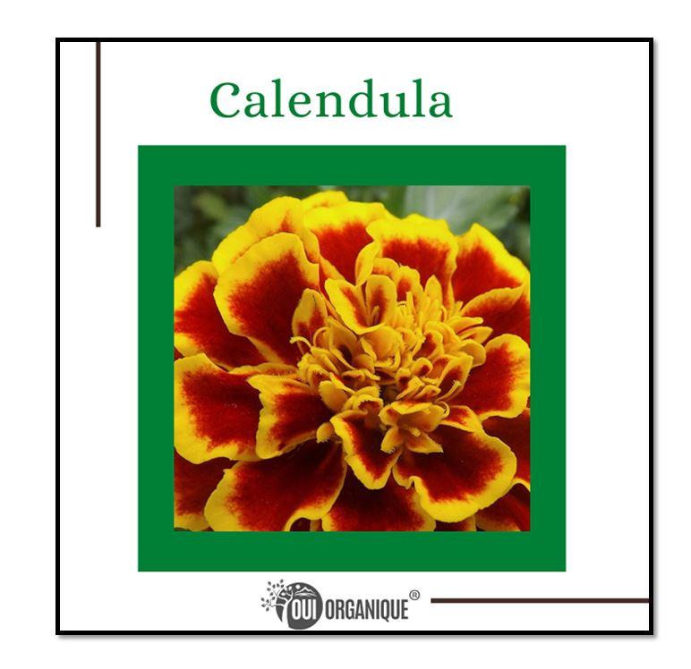 Certified Organic Rejuvenating Night cream calendula Hydrate Anti-aging Repair |Calendula flower