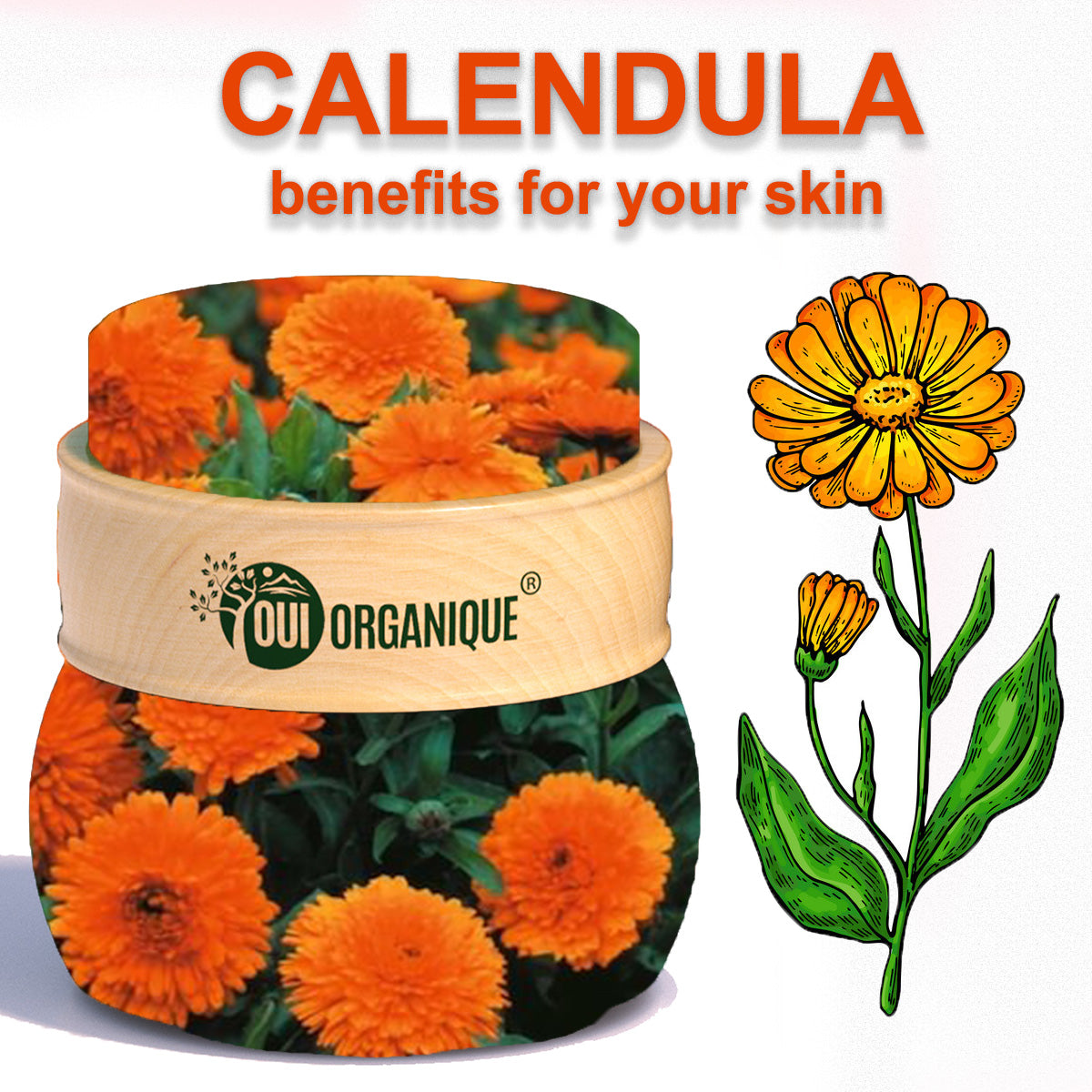 Certified Organic Rejuvenating Night cream calendula Hydrate Anti-aging Repair |Calendula flower