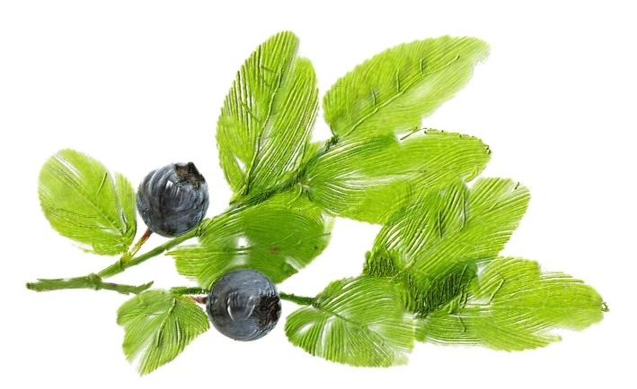 Certified Organic Rejuvenating Day Cream burdock Root|Detoxify |Brighten|