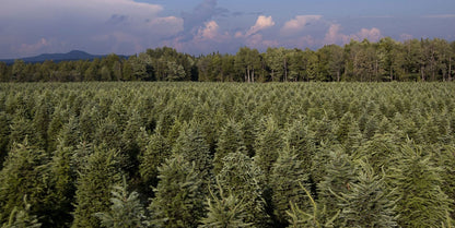 Real Christmas Trees Delivered 7 Foot Premium Balsam-Fraser Fir Hybrid